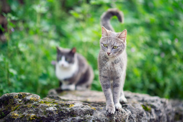 Grey cat standing and looking around in front of another unfocused cat on a big rock in the green nature.