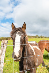 Pottok horse behind a fence. Basque country.