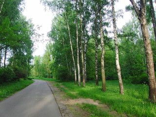 Birch Recreation Park Thick Vegetation
