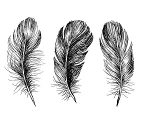 Obraz premium Hand drawn feathers on white background