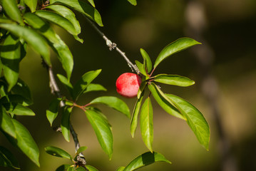 Ripe plum on a tree branch in the garden.