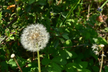 Fototapeta premium dandelion on green background
