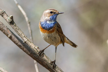 The bluethroat on the branch in sunshine