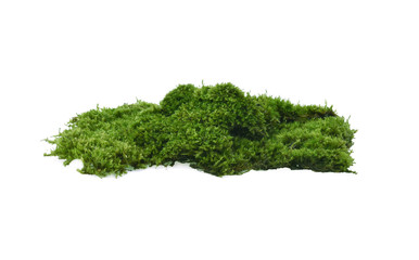 Obraz premium mosses isolated on white background