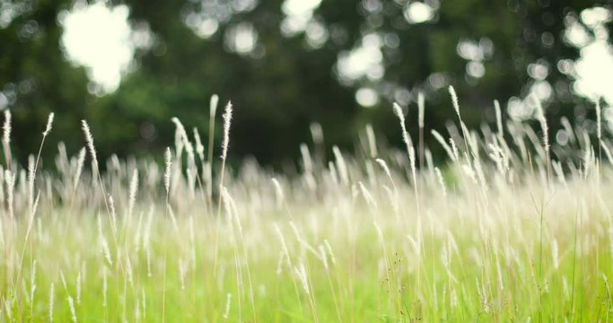soft dreamy white grass feather in wind with warm summer sun light , softness and fresh  nature in autumn, spring or summer season background