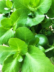 Obraz premium Beautiful green plant in a pot view