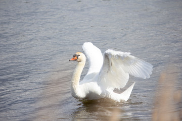 Swan