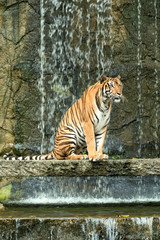 Indochinese Tiger sitting in front of waterfall; Panthera tigris corbetti coat is yellow to light orange with stripes ranging from dark brown to black