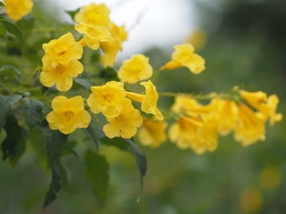 Obraz premium Trumpetbush Yellow elder flower on blurred nature background