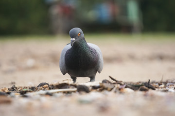 Dove bird and dirty environment garbage