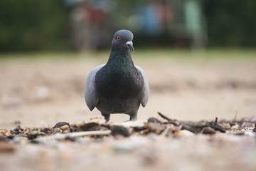 Dove bird and dirty environment garbage