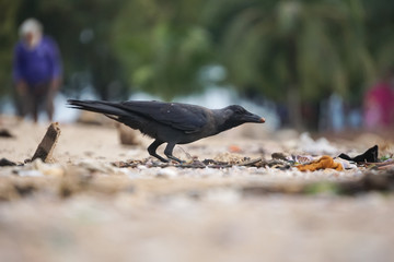 Crow bird looking for food in dirty environment garbage