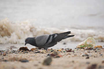 Dove bird and dirty environment garbage