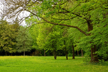 Fototapeta premium beautiful colors of nature in the spring Park