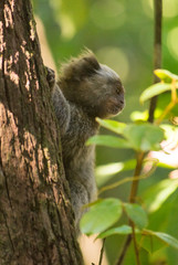 Common marmoset, Callithrix jacchus, a small brazilian monkey on a tree, in the jungle