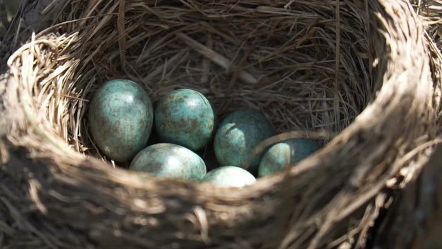 Eggs of a wild thrush lying in the nest under a morning spring sun