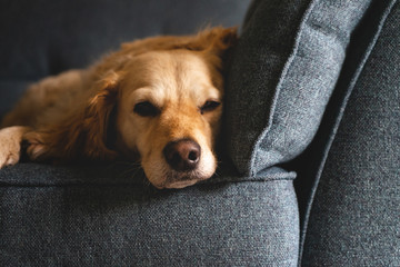 Tired New Breed Golden doodle with beautiful curly golden fur, laying down sleepy and tired on a sofa or couch because of an incoming storm, beautiful and unique dog with a film fade.