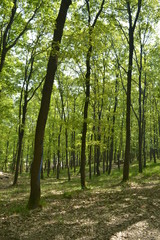 Obraz premium trees in the forest