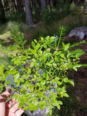 france food festival animals gourmet