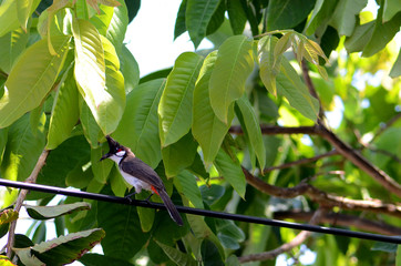 The red-whiskered bulbul on the cable with tree in the background