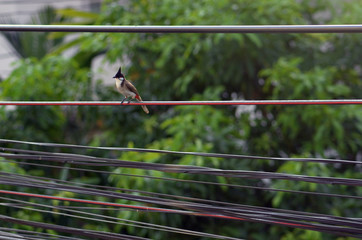 The red-whiskered bulbul birds on a wire