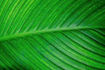 Green leaves, patterned background, blurred