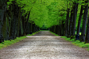 beautiful colors of nature in the spring Park