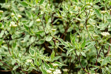 Flowering shrub variegated Cornus alba Elegantissima or Swidina white. Green leaves with white stripe and red branches are feature of this plant popular in gardens. Focus in foreground on right