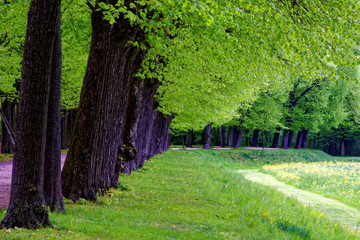 beautiful colors of nature in the spring Park