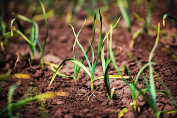 organically cultivated garlic plantation