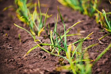 organically cultivated garlic plantation