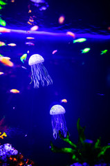 Obraz na płótnie Canvas Beautiful jellyfish, medusa in the neon light with the fishes. Aquarium with blue jellyfish and lots of fish. Making an aquarium with corrals and ocean wildlife. Underwater life in ocean jellyfish.