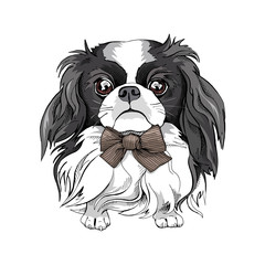 Japanese Chin dog with a bow. Vector illustration.