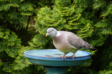 Ringeltaube,Taube,Rinddove,Dove