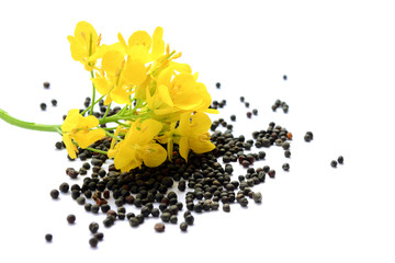 Rapeseed plant with yellow flowers and seeds. Mustard plant yellow blossom. Canola seeds and fresh...