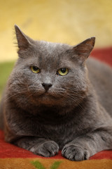 gray british cat on a yellow background