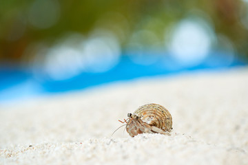 Hermit crab march