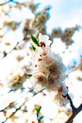 flowers in spring