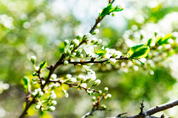 branch of a tree