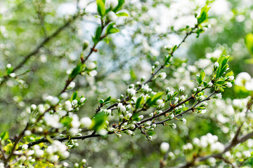 branch of apple tree