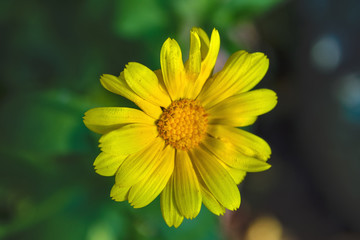 The yellow flower Sunflower plant Heliopsis helianthoides.