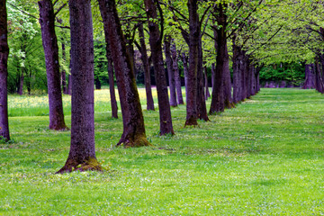 Fototapeta premium beautiful colors of nature in the spring Park