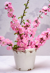 branches with pink flowers Louiseania triloba