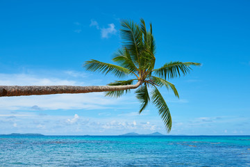 Fototapeta na wymiar Palm tree sticking out to the sea