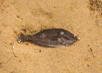 Dead fish seen from above on a brazilian beach near a fishing village on an island