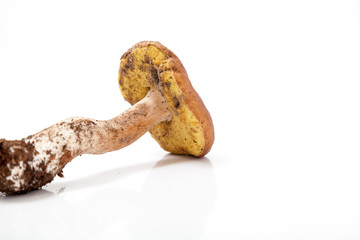 Mushroom boletus on white background