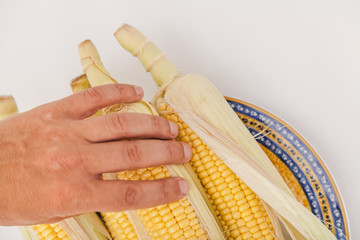 Cobs of ripe corn closeup
