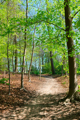 Fototapeta na wymiar hiking path in Park Sonsbeek, in Arnhem, The Netherlands 