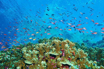 Fototapeta na wymiar Colorful tropical fish