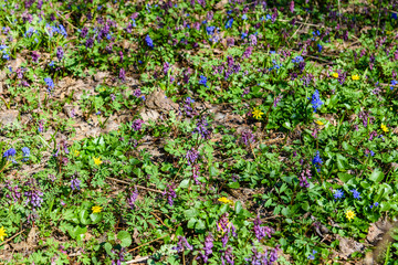 Different flowers in the forest on early spring